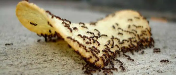 نهاية المعركة ! كيفية القضاء على النمل 4 2 8