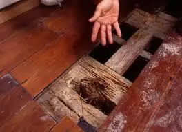 شركة مكافحة النمل الابيض بجدة 2 6